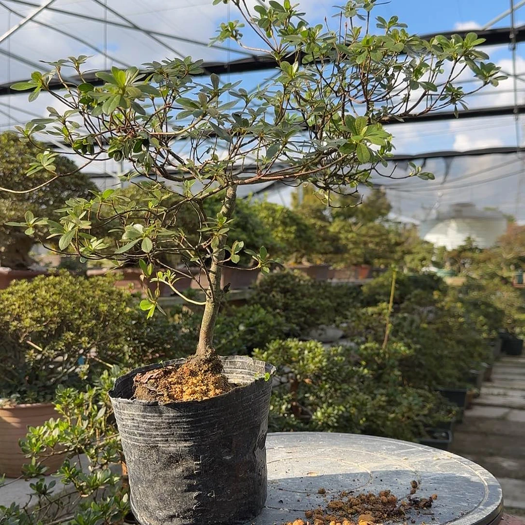 无花朵若惠有花朵