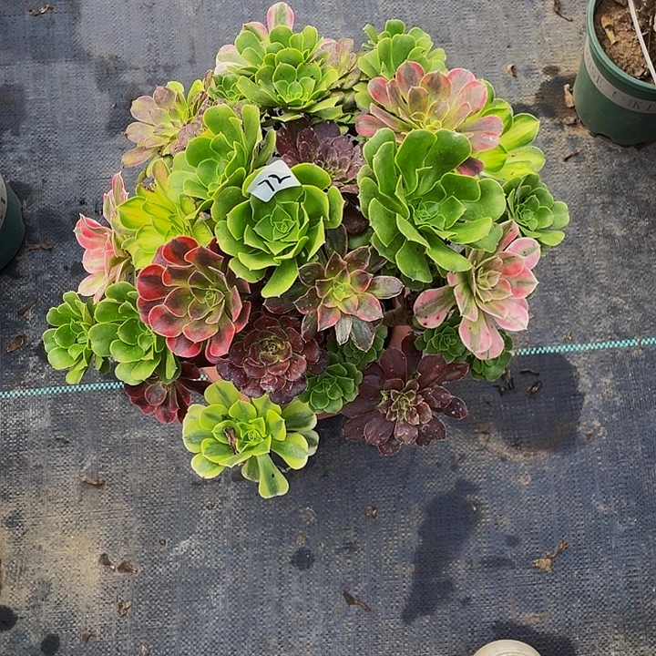 雪***儿架接法师一个72号一棵