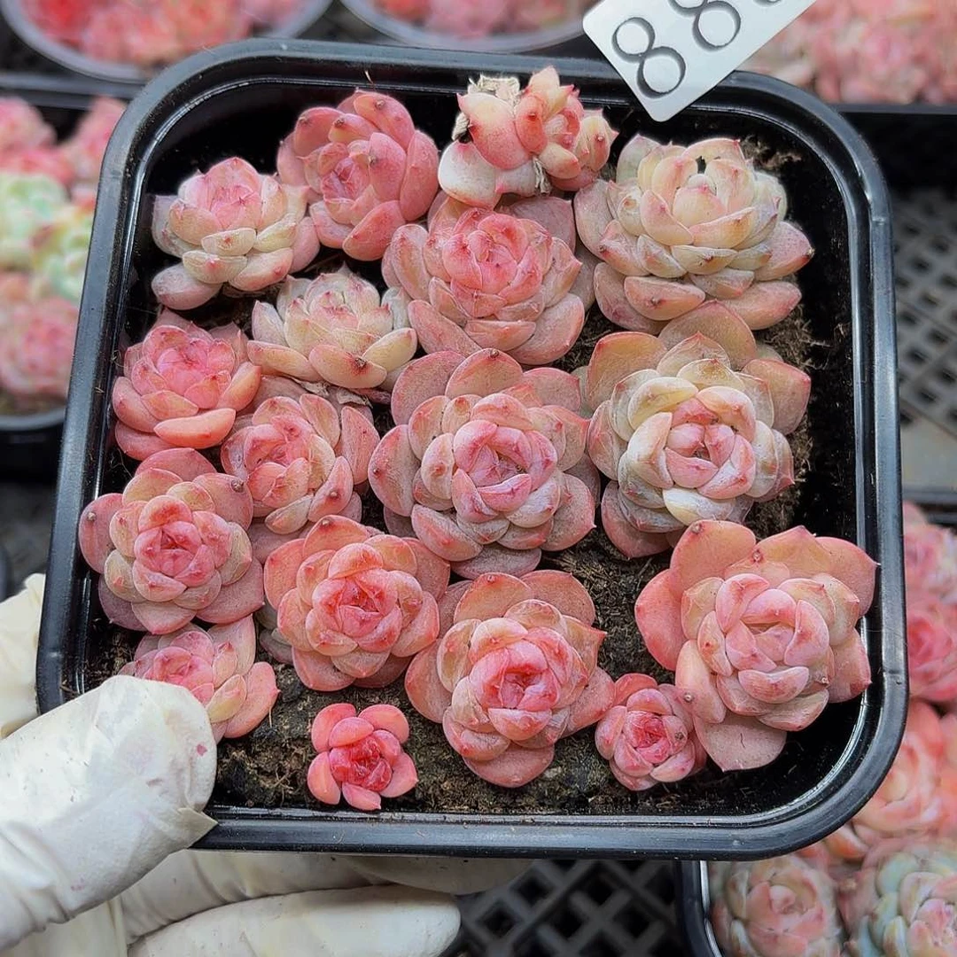 多肉植物多肉植物885