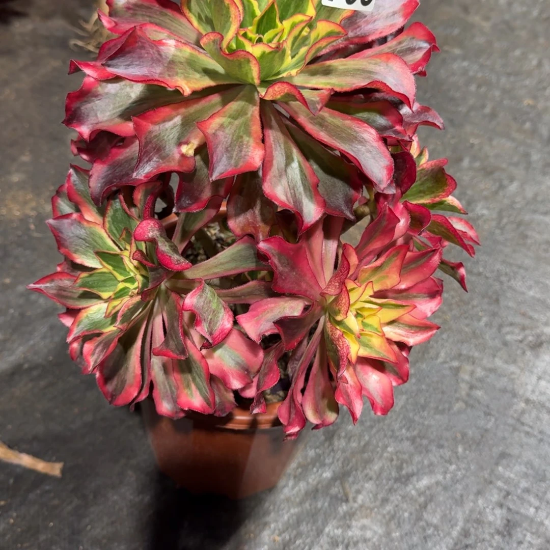 弈***9735多肉植物魅影多肉