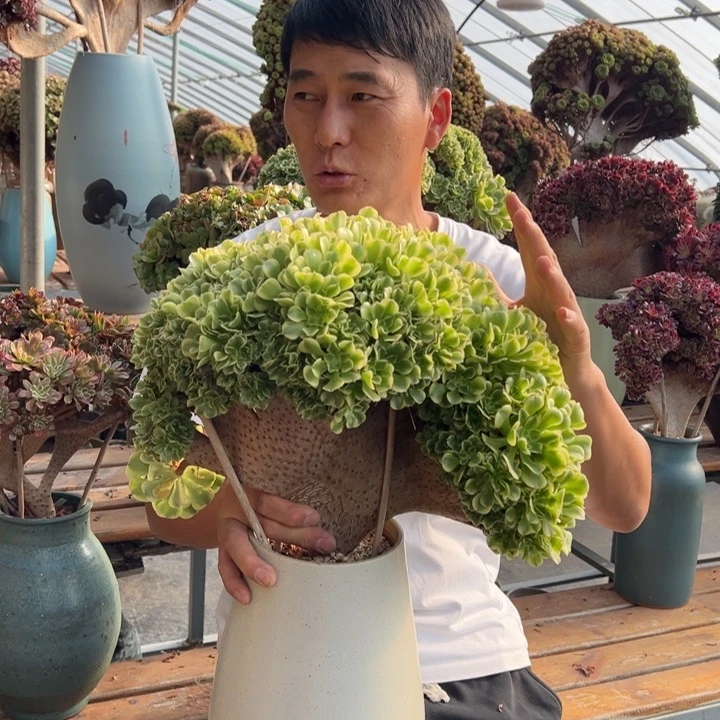 精品绿豆沙朵朵缀不带盆土