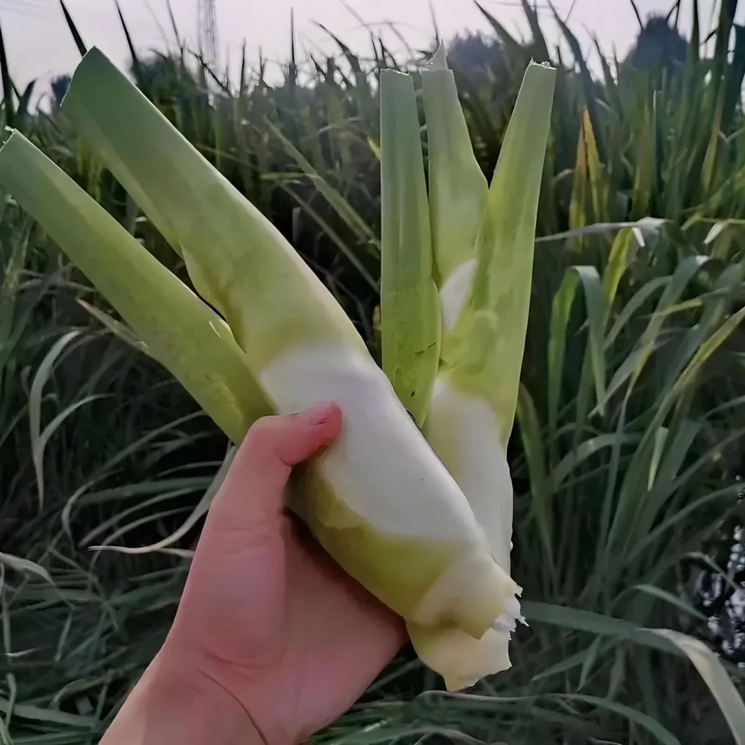 云南高山新鲜茭白时令蔬菜农家种植高笋品质保证