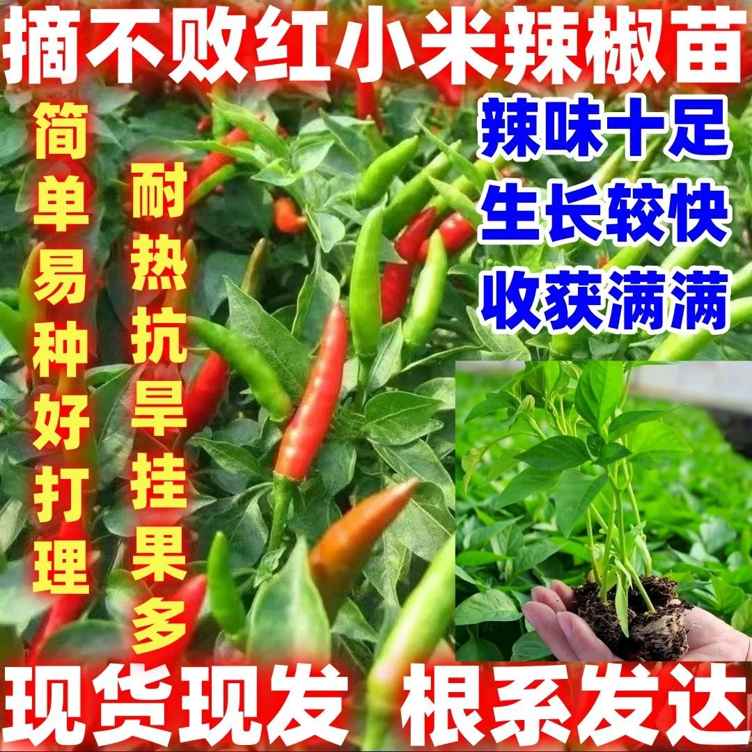 摘不败压趴架小米辣椒种子爆辣红小米辣苗盆栽野山椒朝天椒辣椒苗
