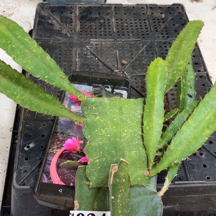 当前无花栽培后可以开花24