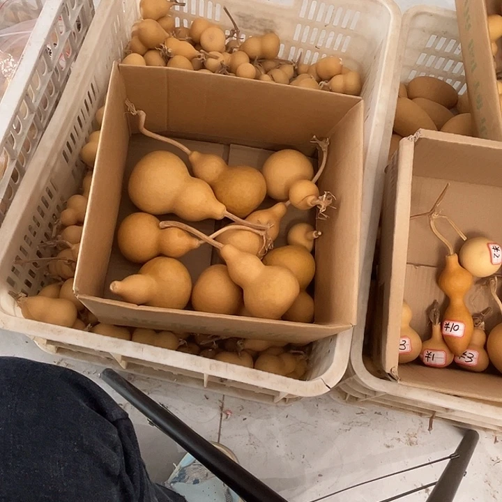 白皮葫芦9个胖漂亮