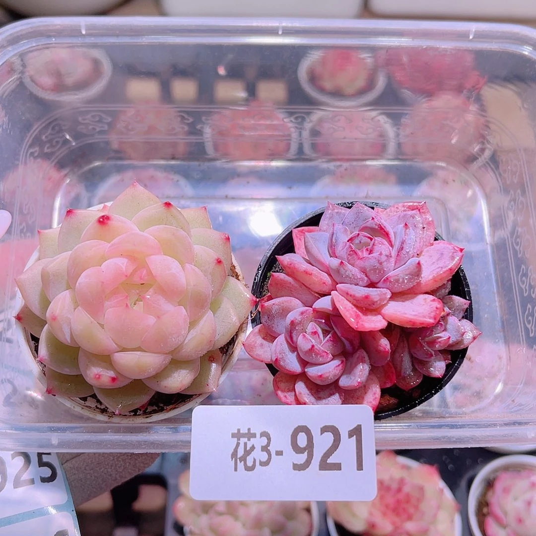 花利美3-921新品2颗