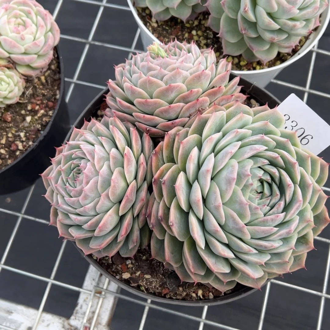 S****g3306多肉多多多多多