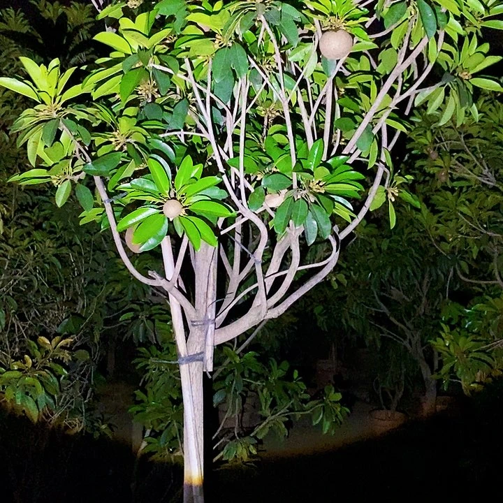 大量花朵（建议范围：8朵-15朵 或40%以上）扶****装