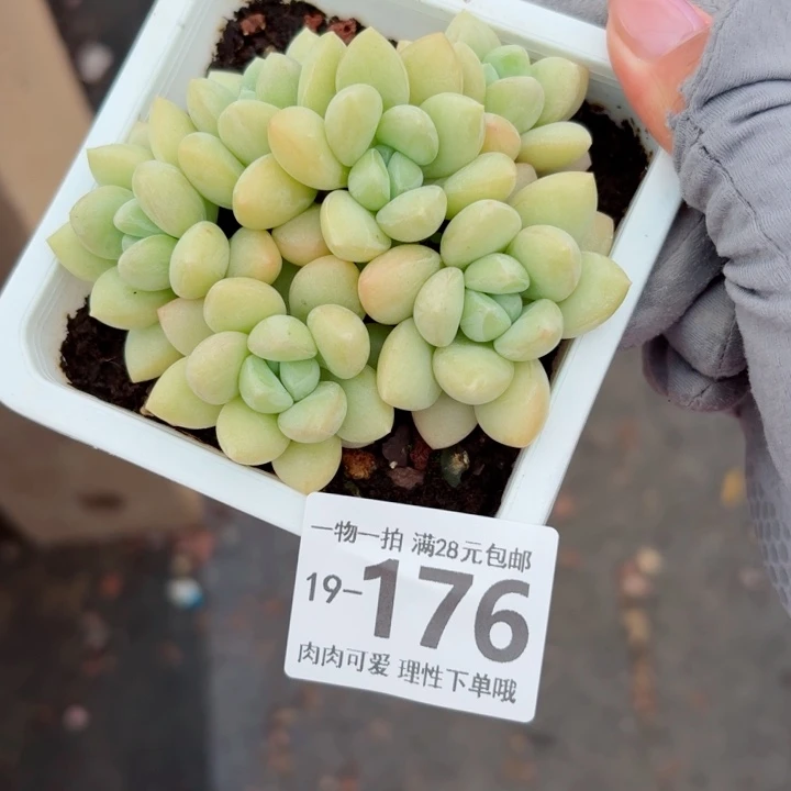 泡泡糖多肉多肉植物多肉