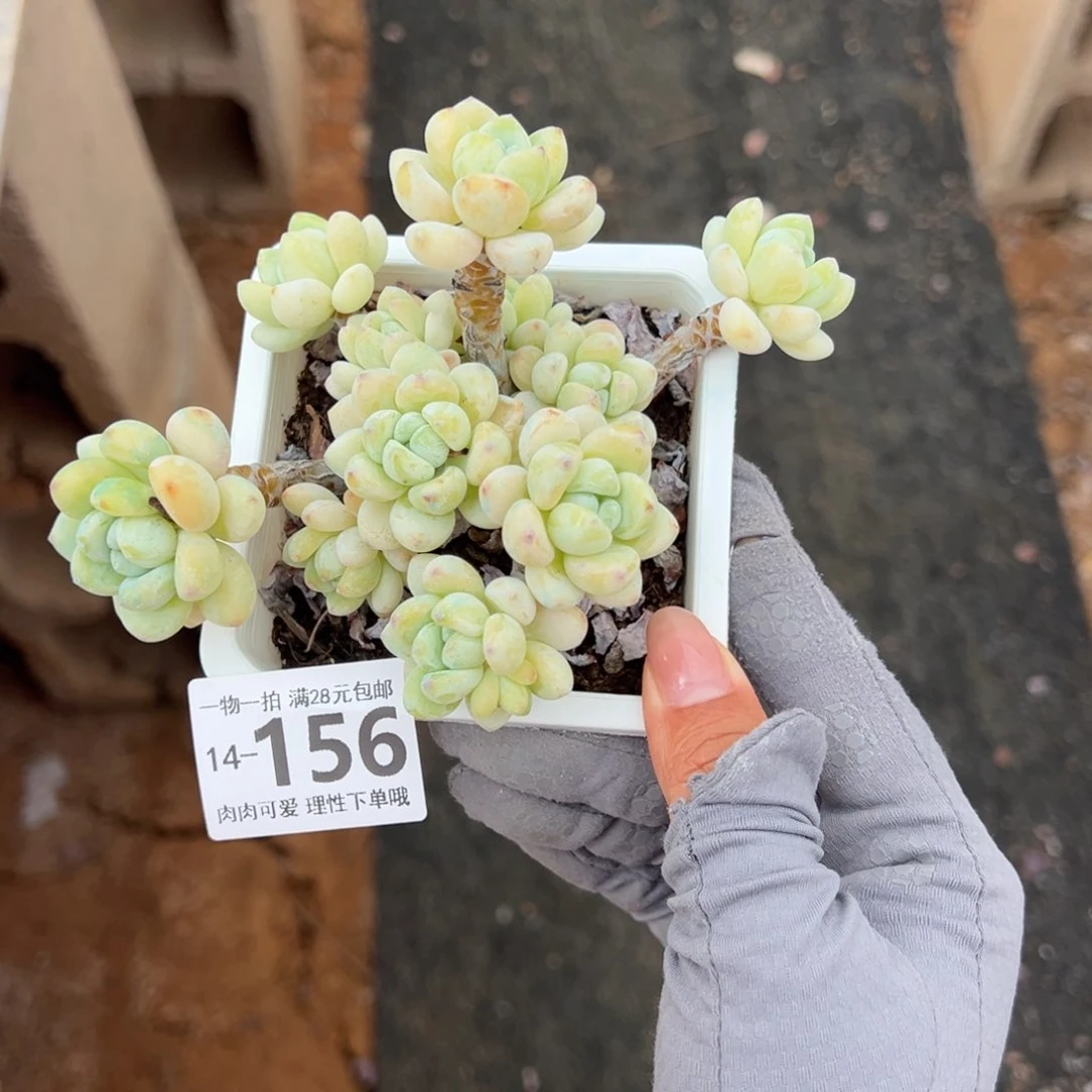 樱花罗绮多肉多肉多肉多肉多肉