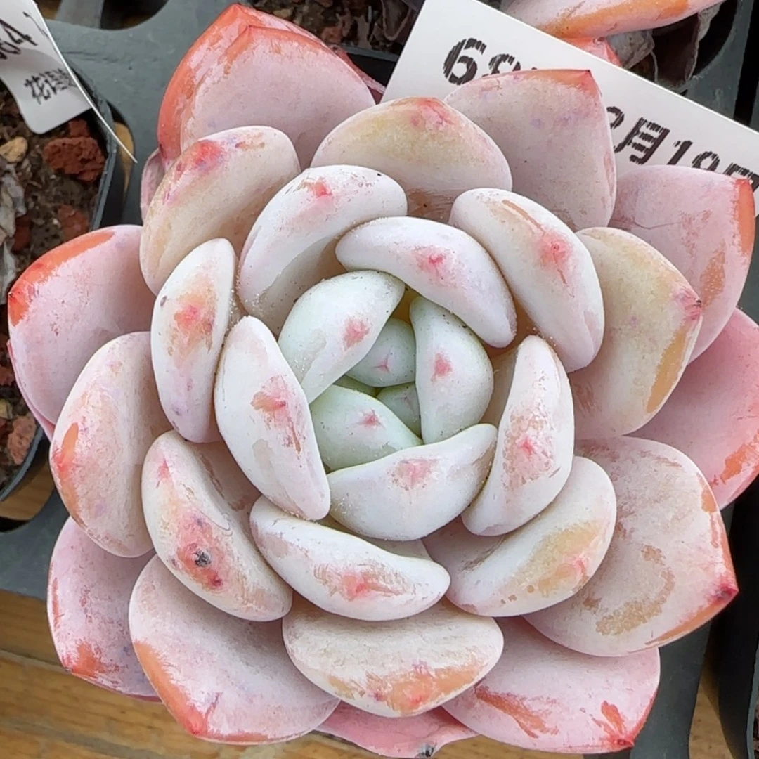 花语逸境0219-587