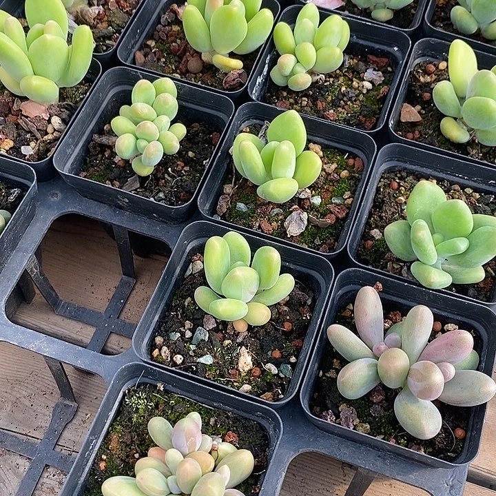 团。芒果奶。福利多多