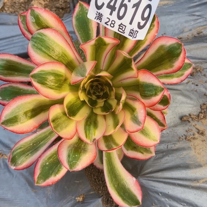 爱丽思多肉植物法师4619