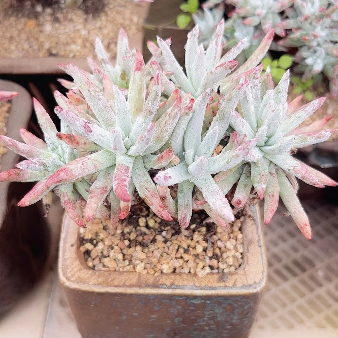 3382白鹭仙女杯多肉