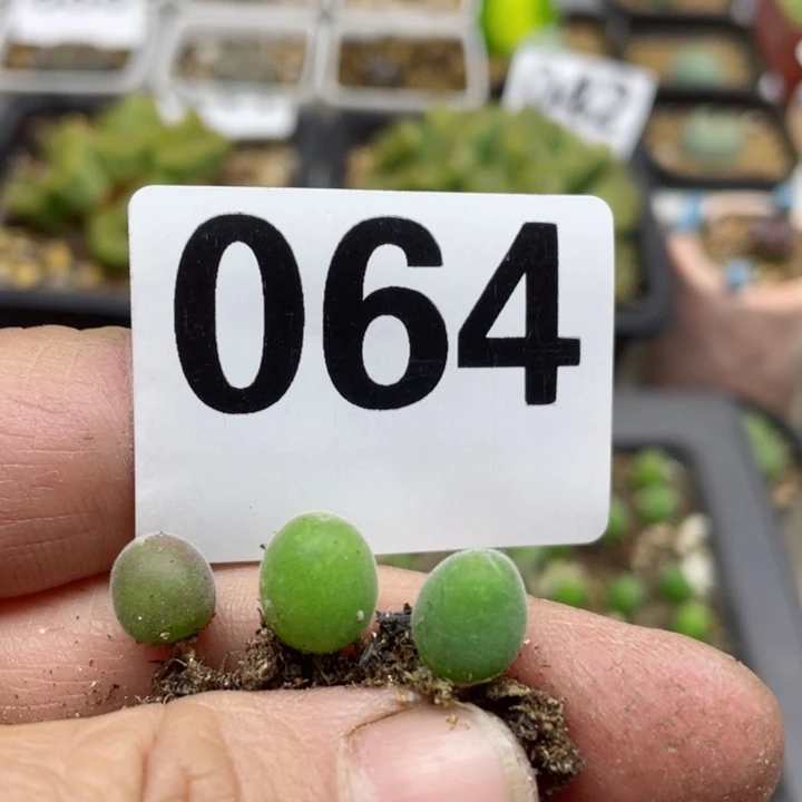 064宝辉玉3颗l l l