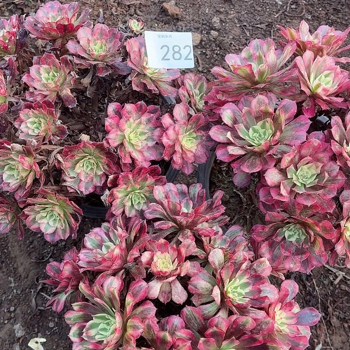 282号一物一拍3颗