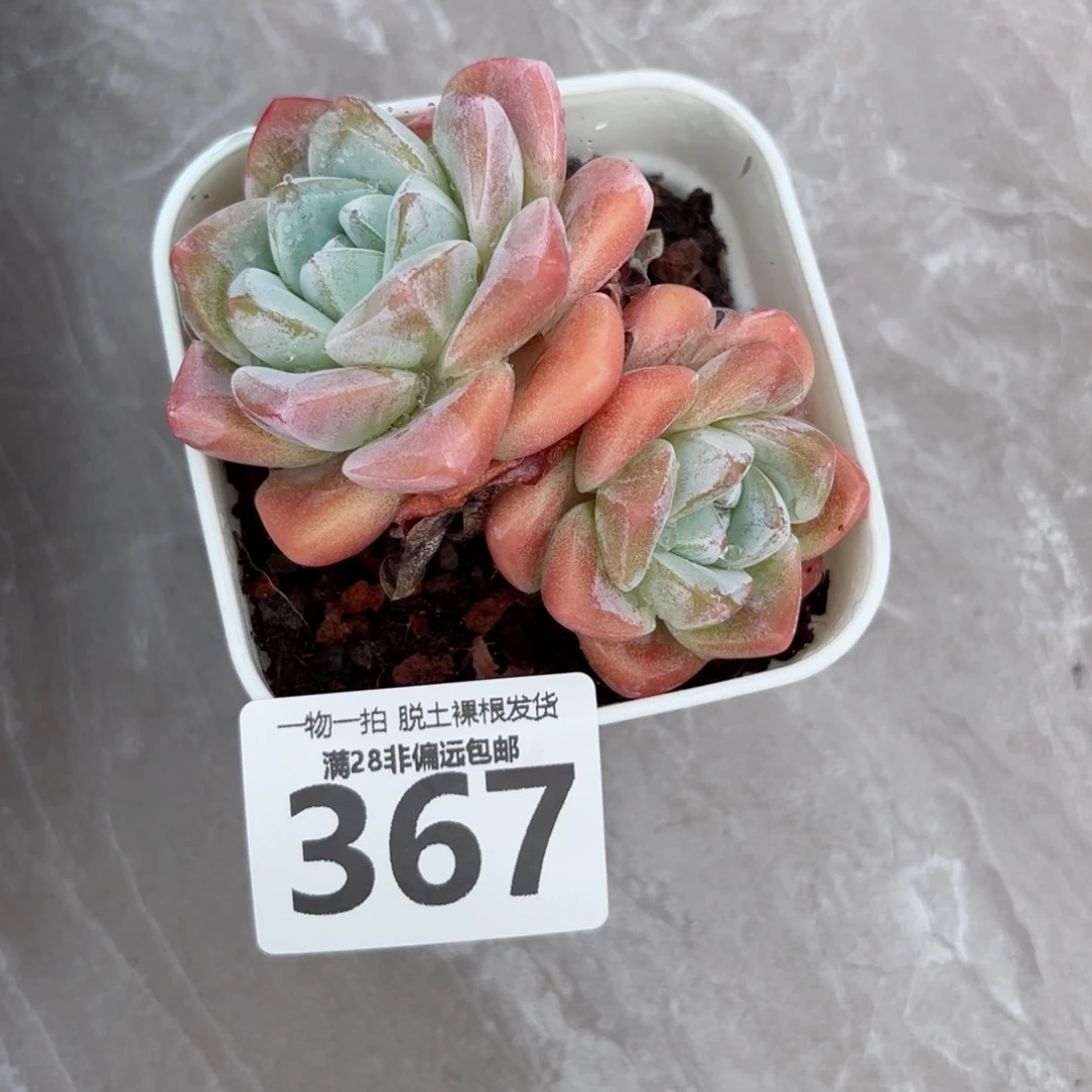 冰玉老桩无盆土发货