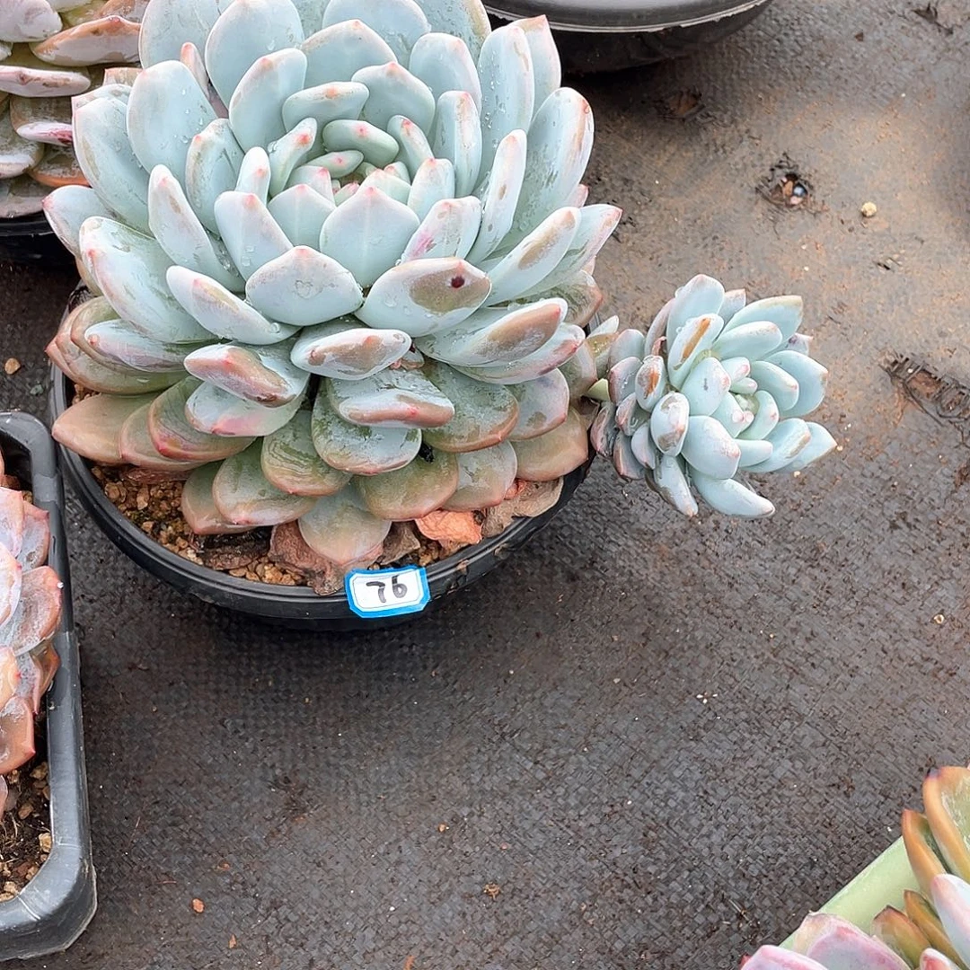 76奥橙一物一拍多肉