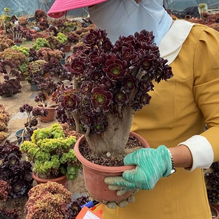 星**愿479黑豆缀化老桩伤