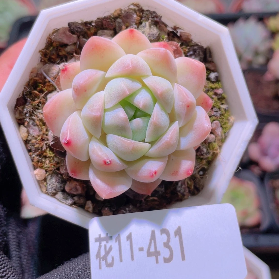 花利美11-431明月心