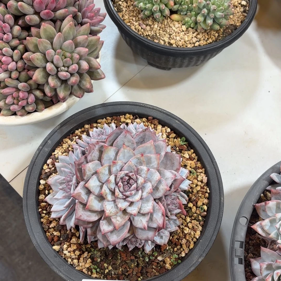 1048雪鸟多肉植物