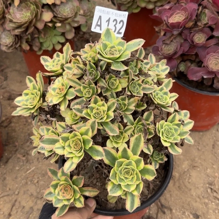 白兰地……多肉植物……