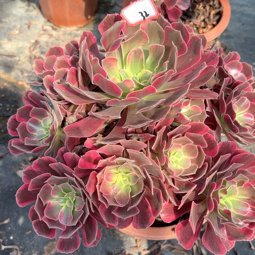 无花朵32风冠多肉植物