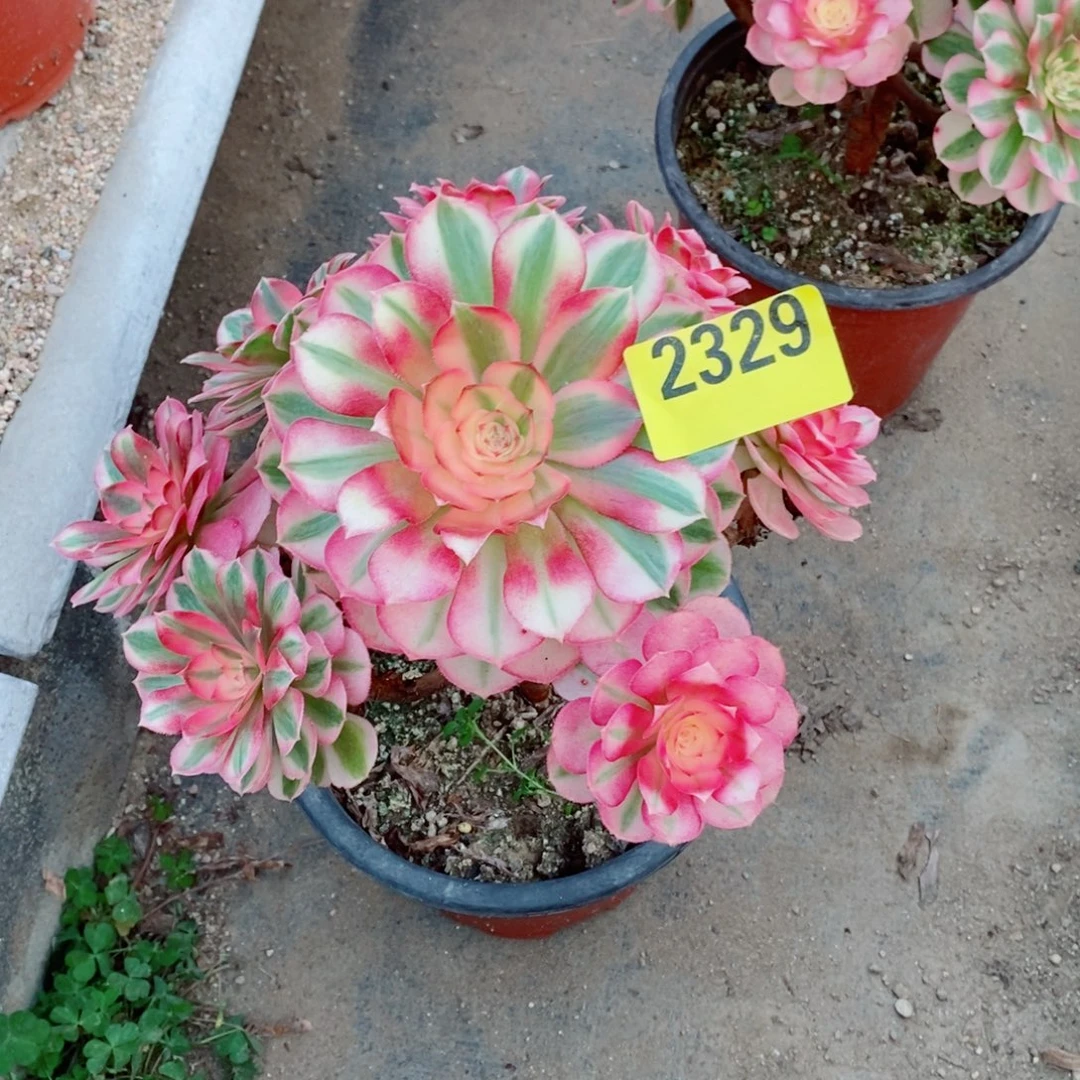 青城多肉法师2329