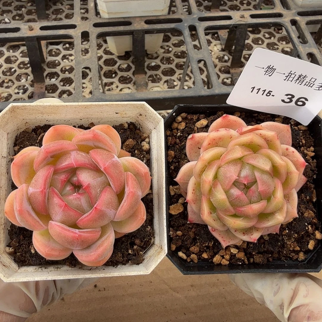 1115-36两颗多肉珍妮一物一拍