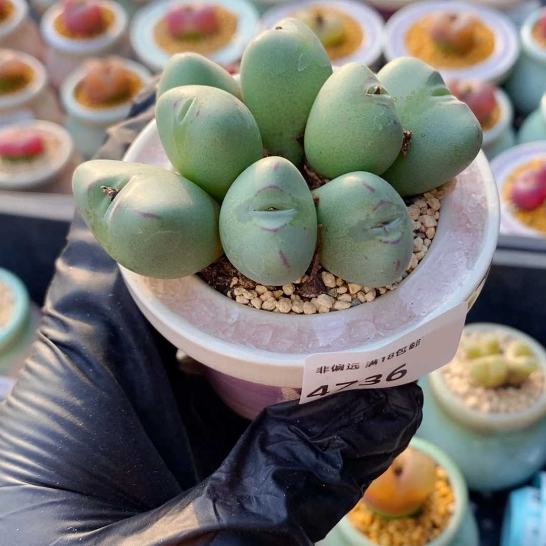 毛*4736-一物一拍 不带盆