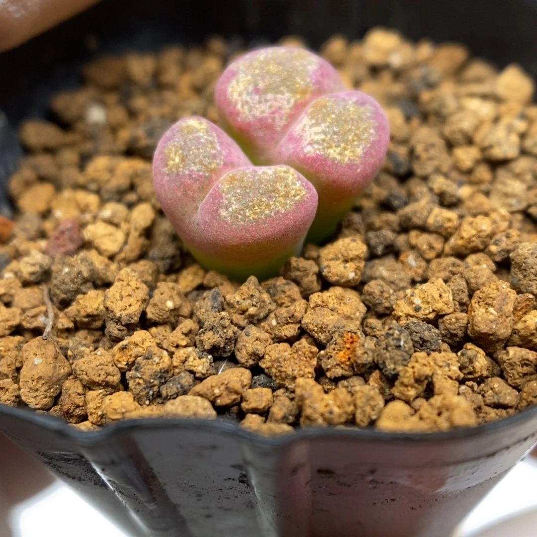 多肉植物肉锥杂交K-5271 风铃杂 晒伤