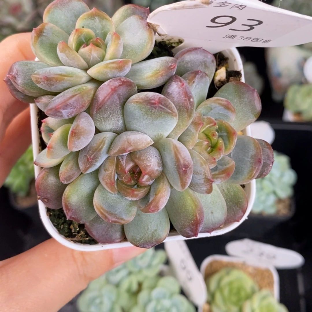 红恋四头群93号一颗