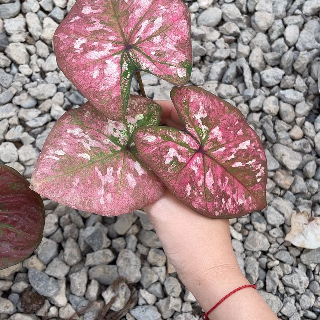 无花朵八宝粥养定