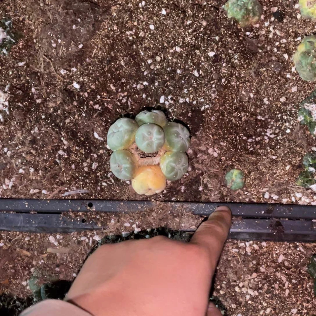 无花朵自根镂空斑 锦群体 蓝白