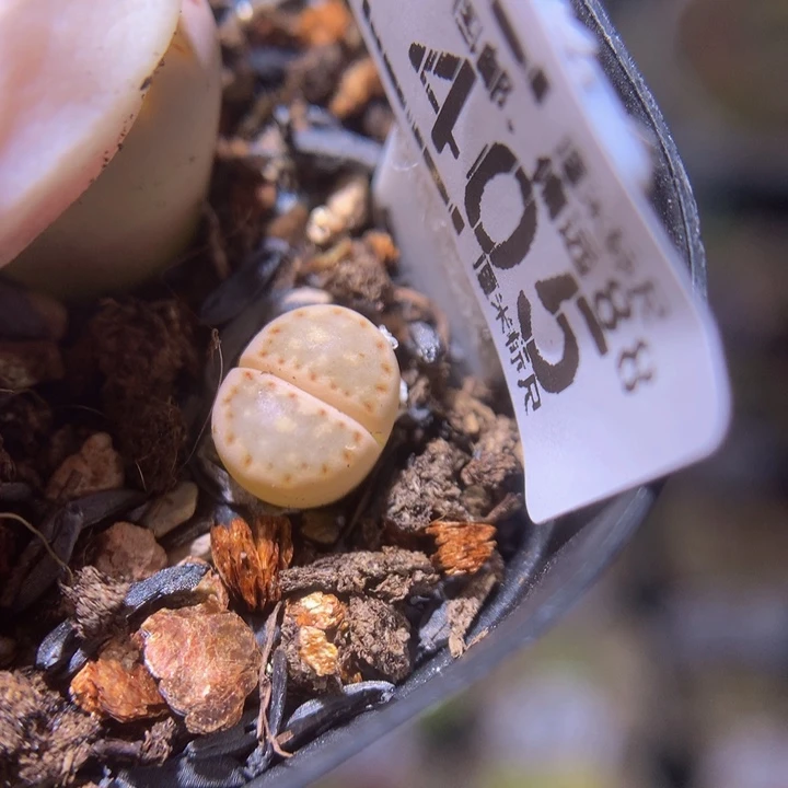 sss精品生石花405