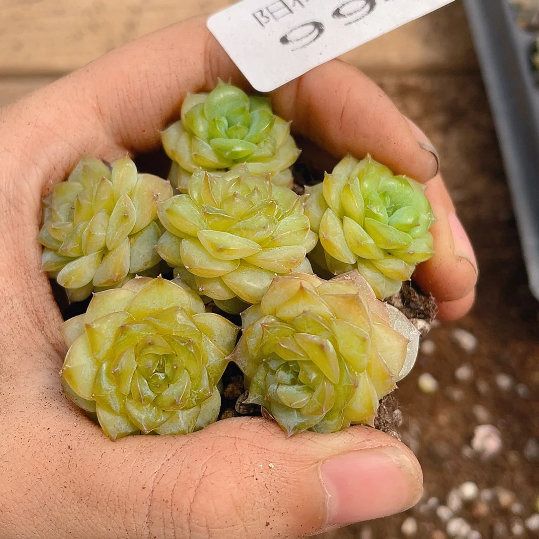 多肉植物多肉植物994