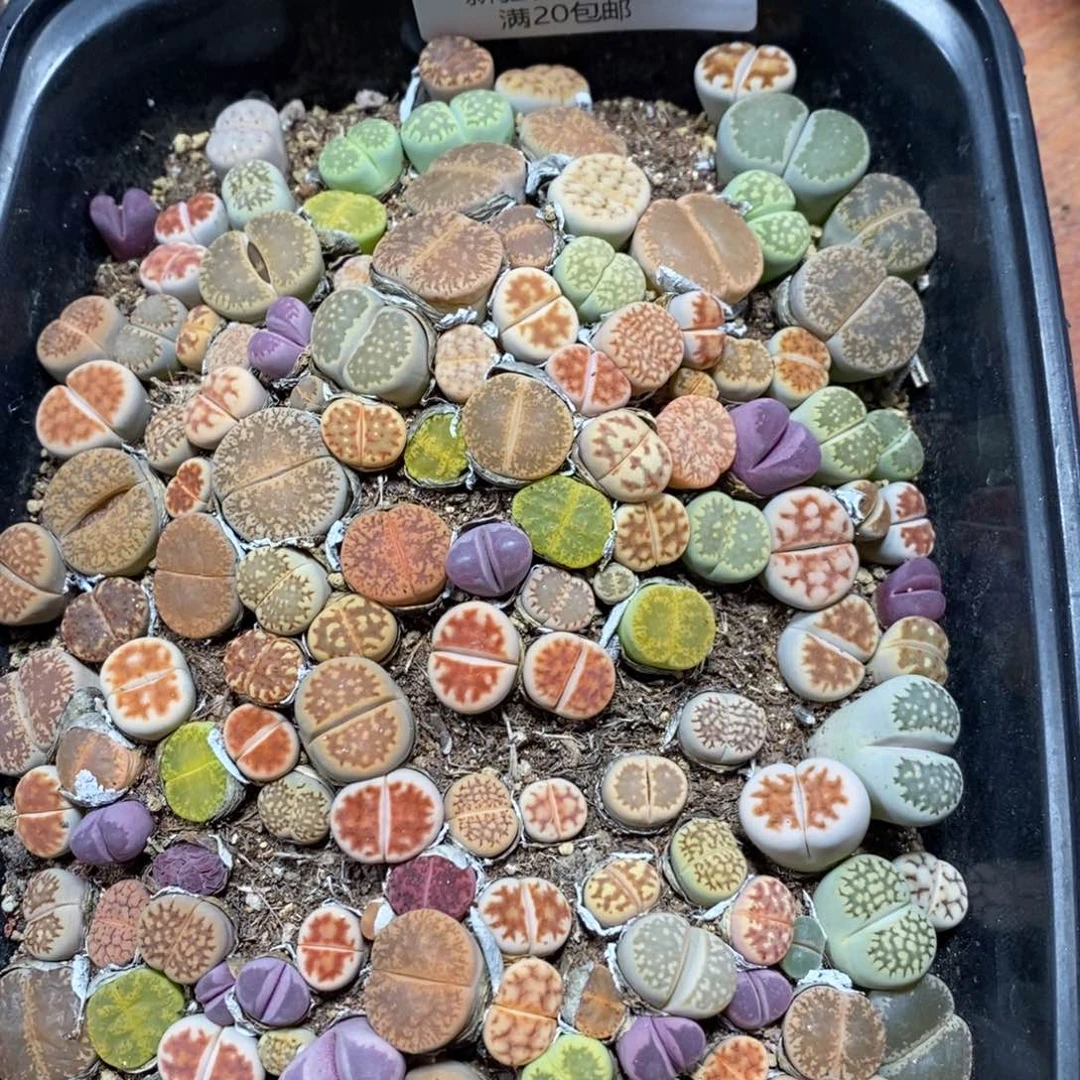 枝***精多肉蛋炒饭感谢您相伴587