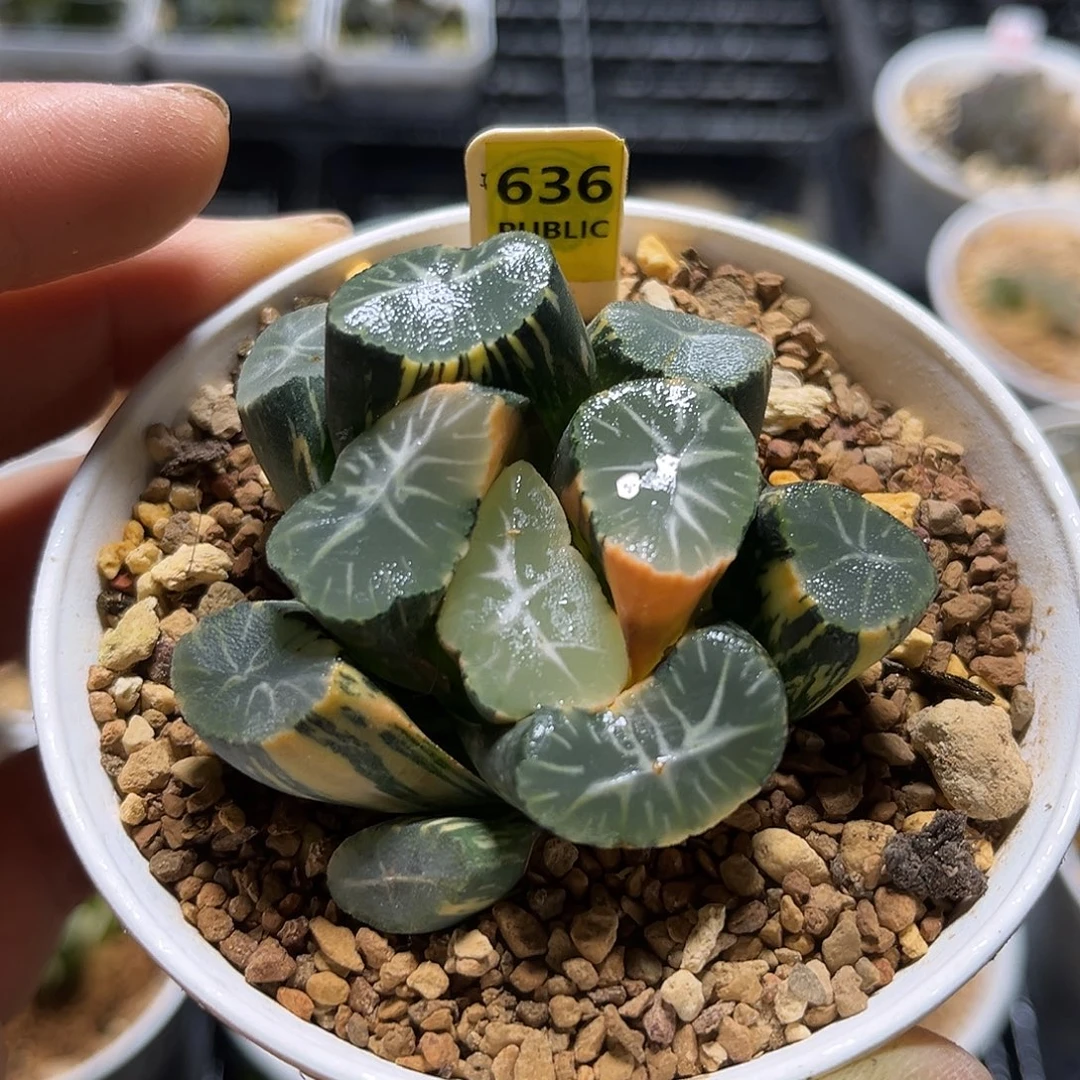 636万象锦福利福利福利福利福利