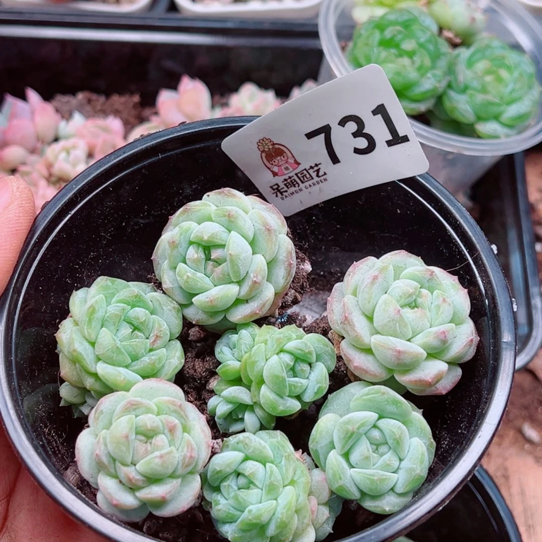 当前无花朵，栽培后可花朵