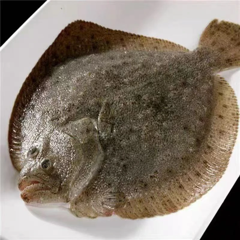 新鲜海捕多宝鱼活鱼速冻肉质细腻味道鲜美10
