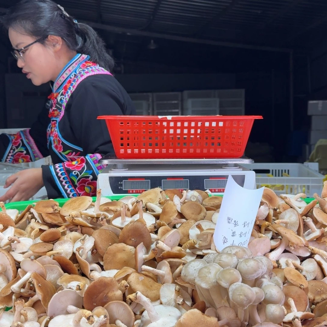 @***奇云南楚雄新鲜现采菌菇中国大陆