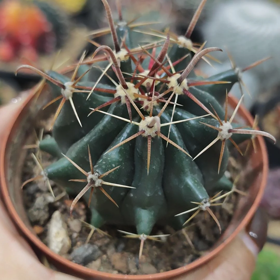 福利实生根龟甲雎鸠玉