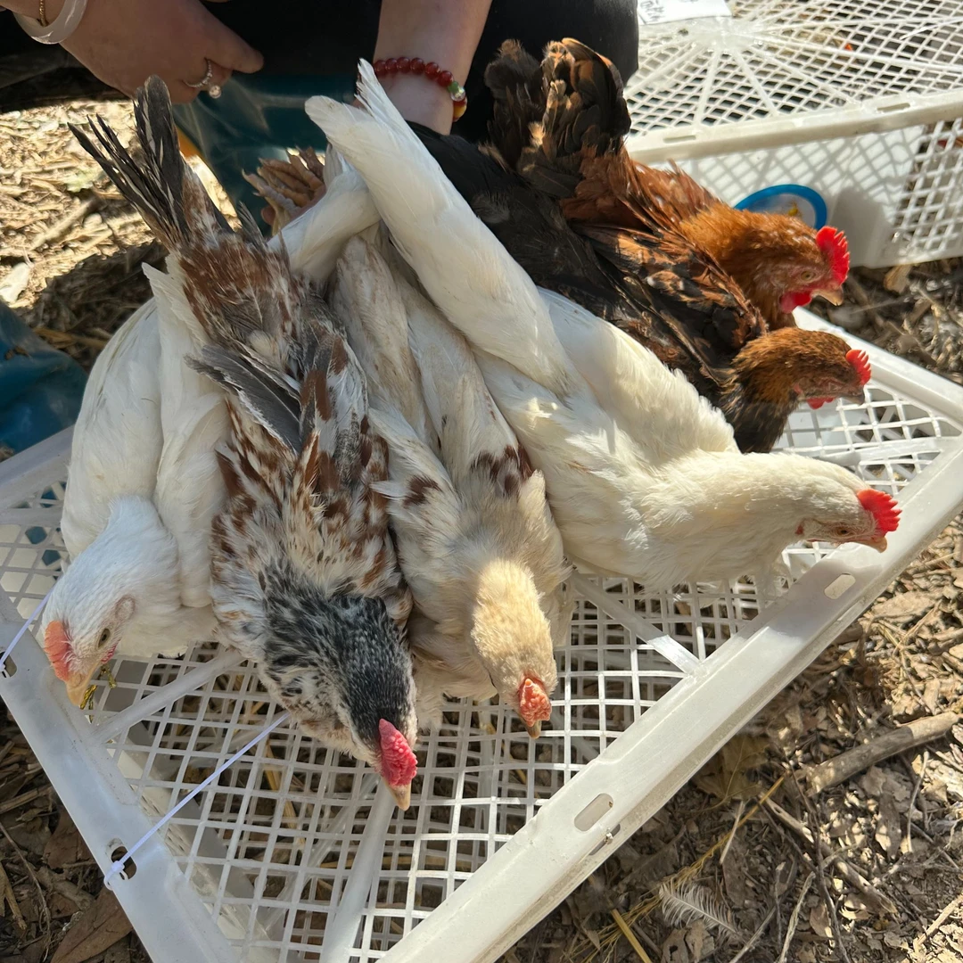 （福利）鹊山鸡 肉质紧实 顺丰直发