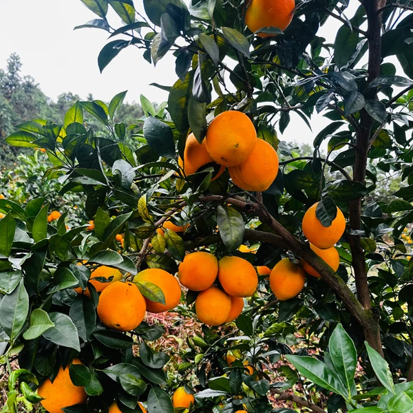 正宗赣南脐橙应季新鲜水果水嫩多汁香甜可口