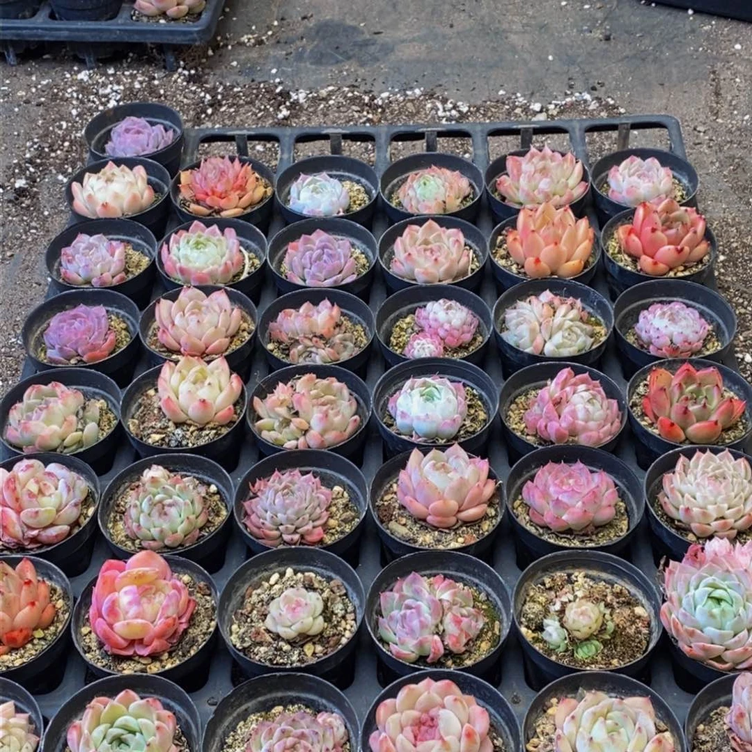 167多人在一起的脱土