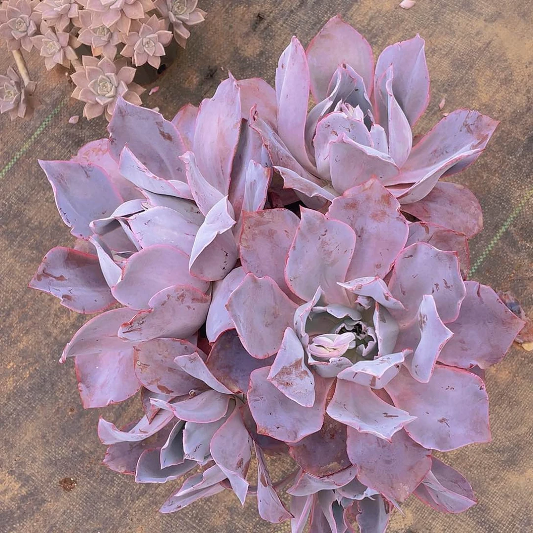 晚霞仙子多肉群生29.8