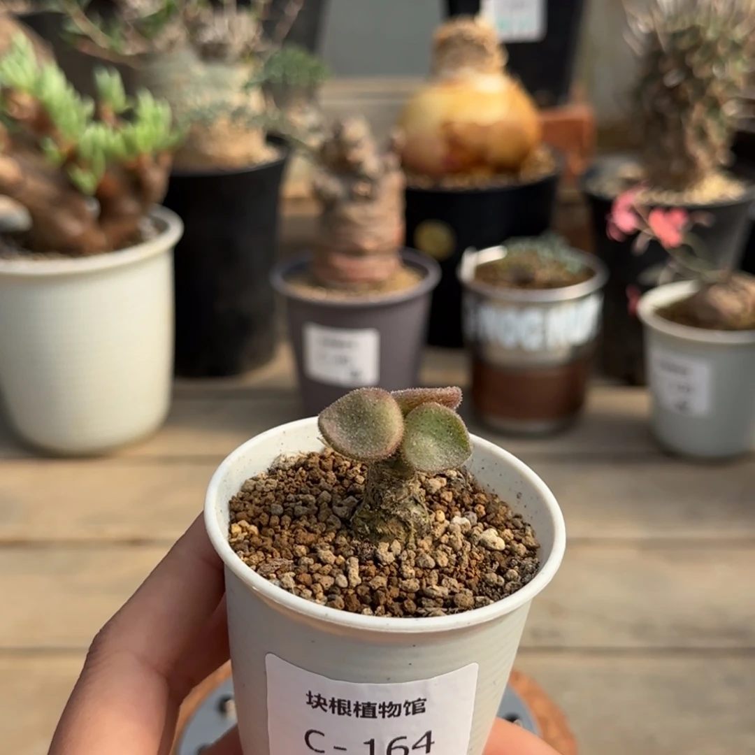 164薛辉圣塔满50包邮