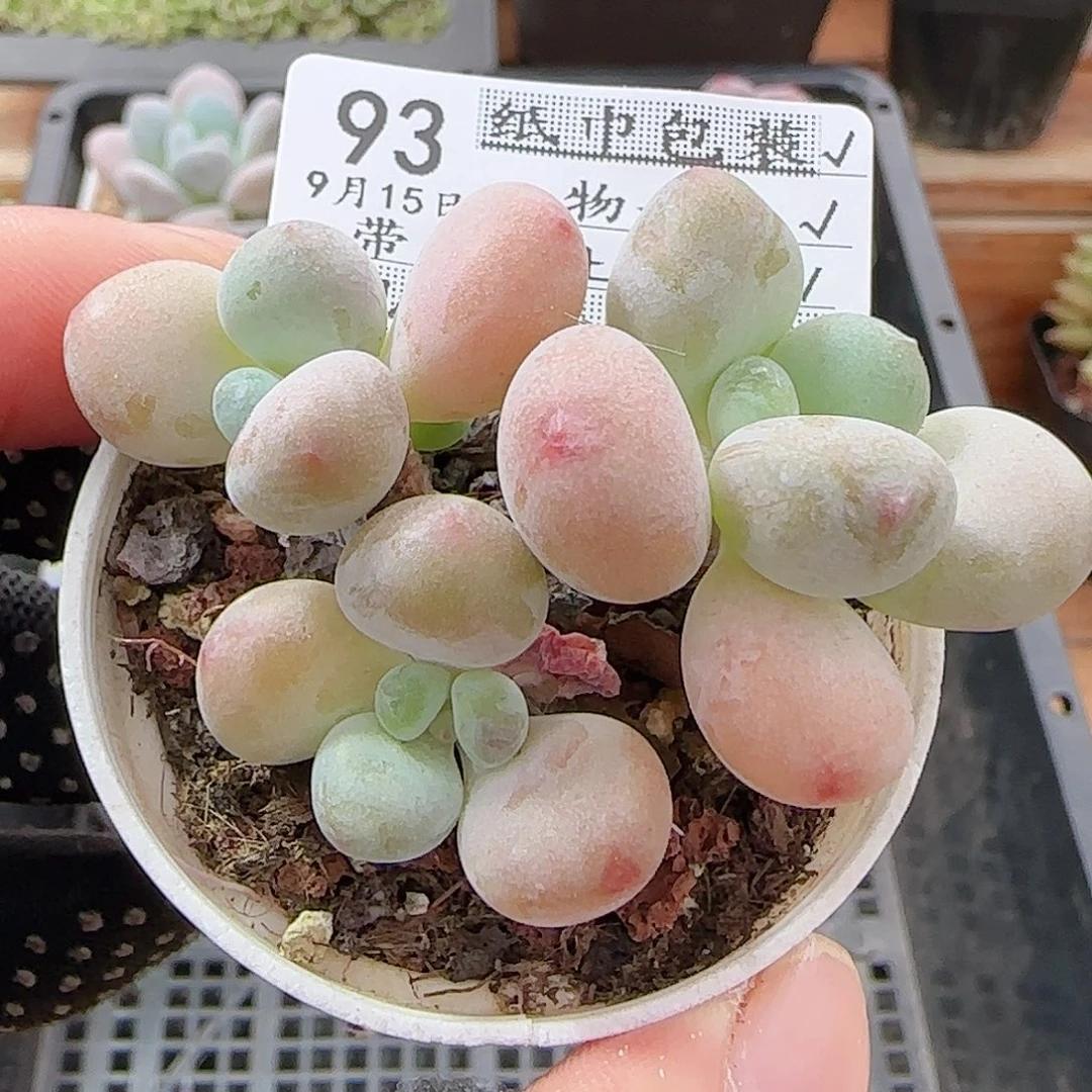 多肉0915--93洛神小老桩