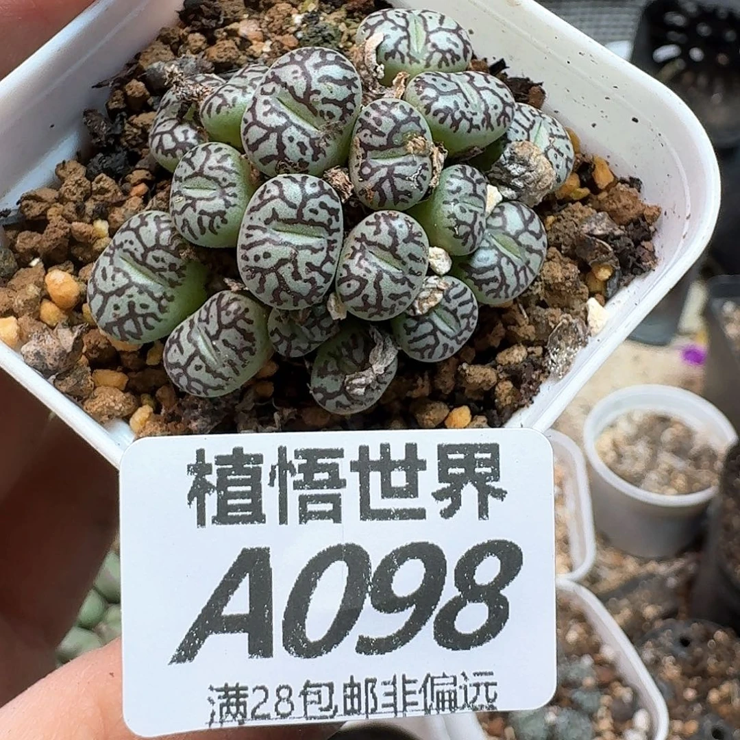 多肉植物的人生fgh