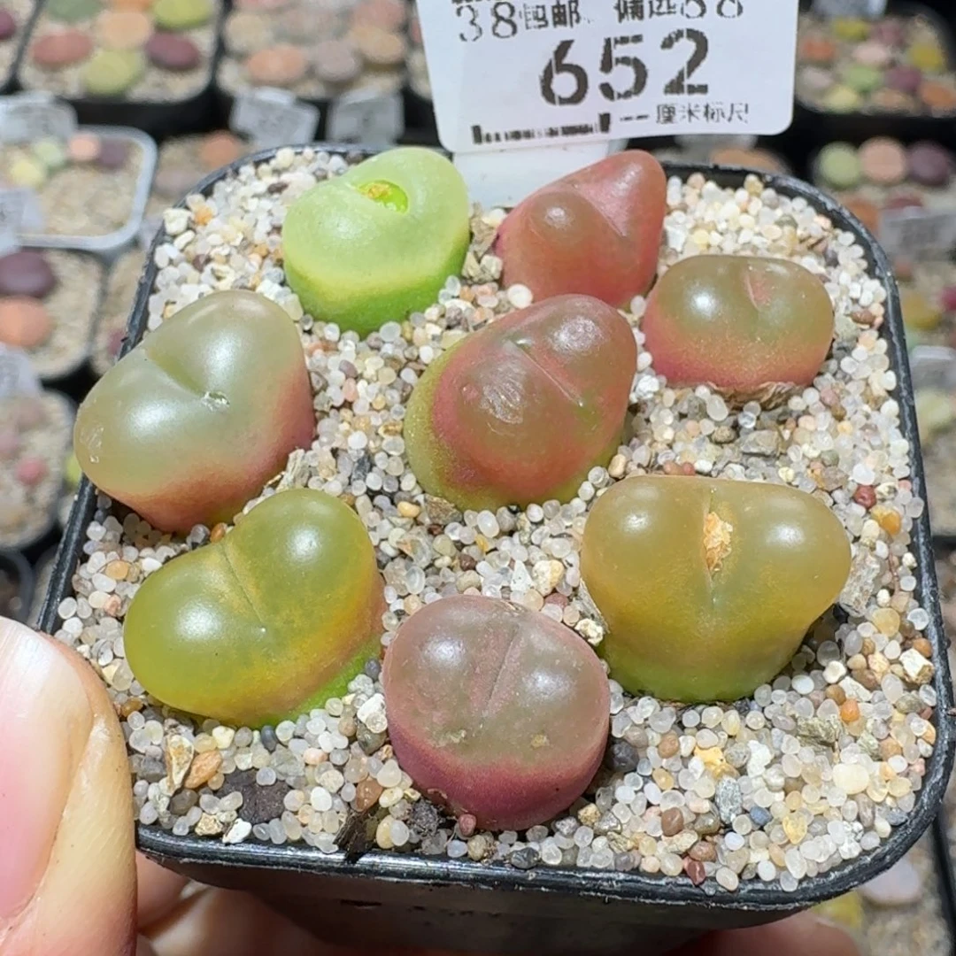 Ssss清仓便宜出了